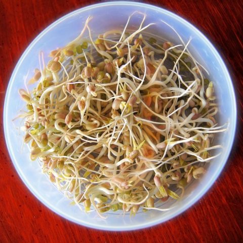 Sprouts Extravaganza: Your Daily Dose of Essential Nutrients